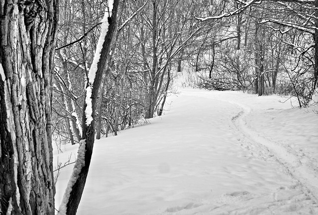 Forging a path through the snow