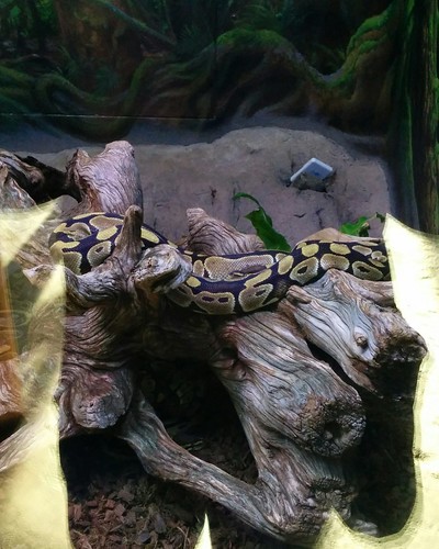 Royal python #toronto #torontozoo #snakes #royalpython #latergram