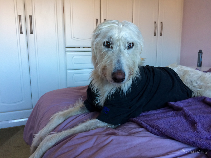 Chillaxing on the bed in Dad's T-shirt