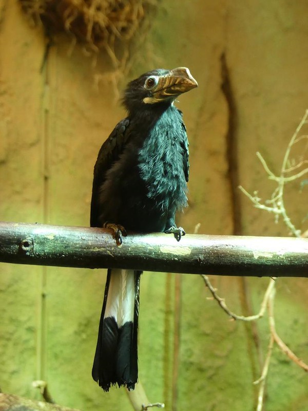 Visayas-Tariktikhornvogel, Zoo Dresden