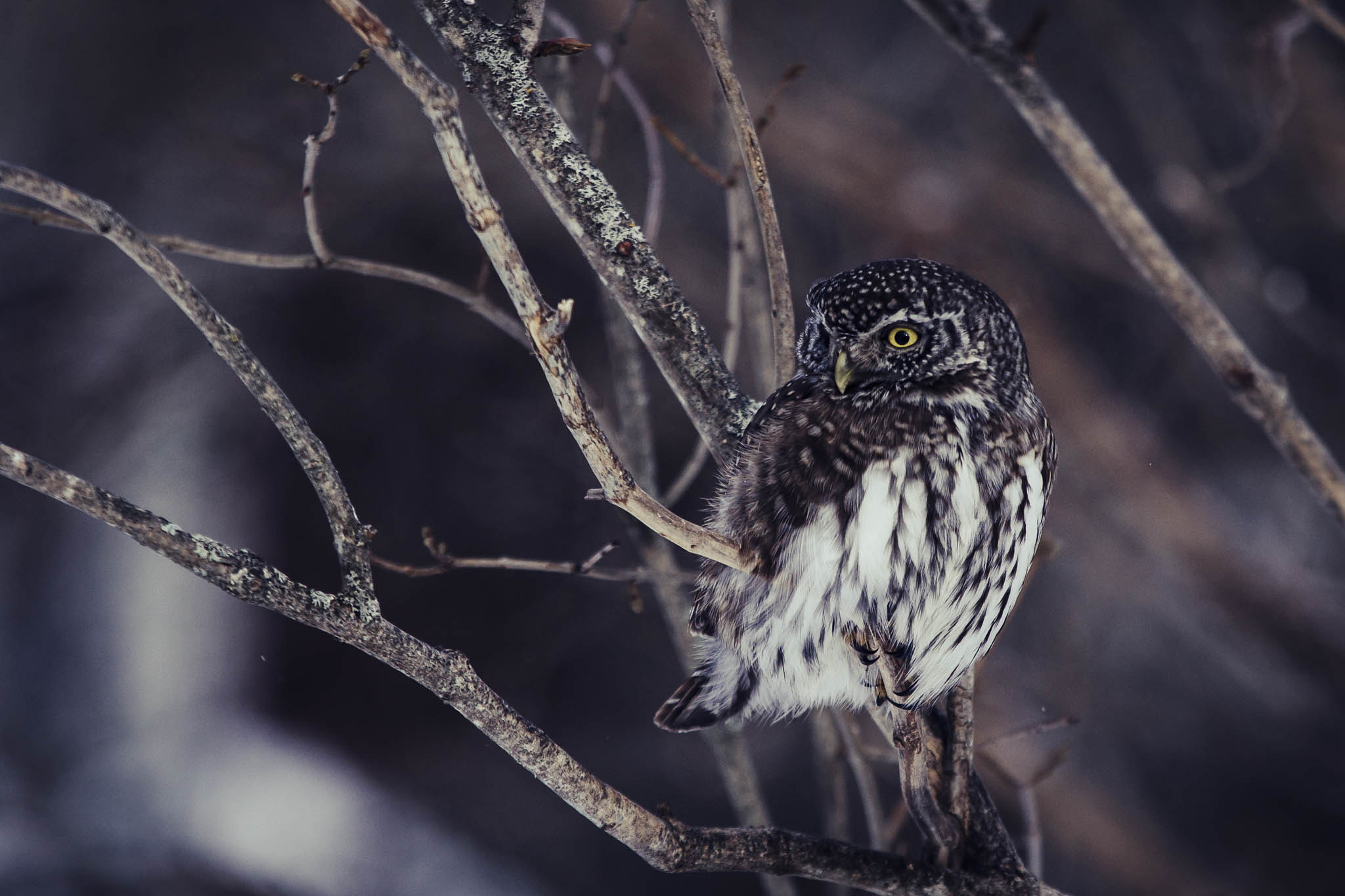 Varpuspöllö / Eurasian pygmy owl
