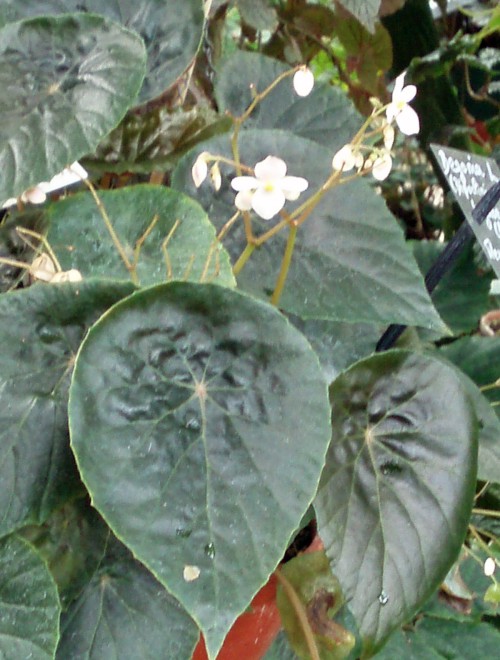 Begonia tayabensis 40370355352_d3e275540c_o
