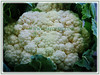 Brassica oleracea var. botrytis (Cauliflower, Broccoli, Calabrese, Romanesco)