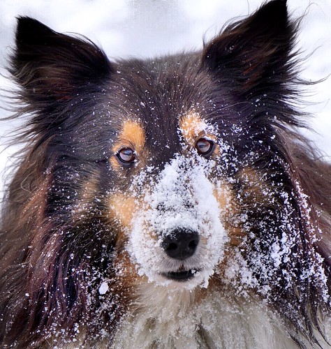 Snow dog-Jan 20 18