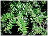 Araucaria bidwillii (Bunga Pine, Bunya-Bunya Tree, False Monkey Puzzle Tree, Queensland Pine)