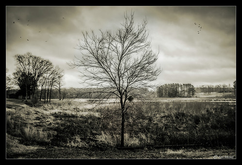 carrolllake clouds cloudy fields kenmickelphotography landscape outdoors plants seasons sky tennessee tree trees winter blackandwhite nature photography mckenzie unitedstates us