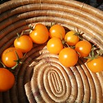 sunray tomato