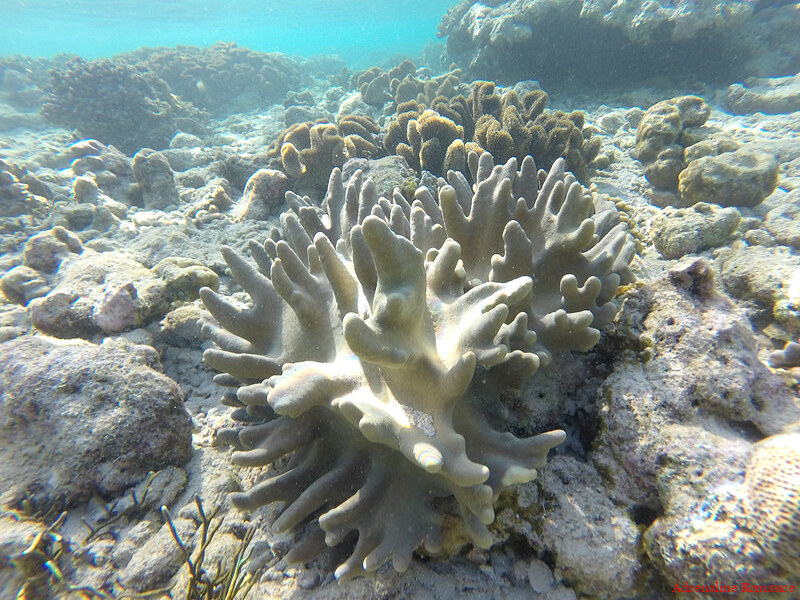 Moosehorn corals