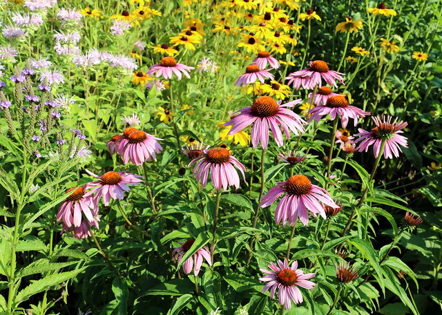 blooming blue vervain, bee balm, black-eyed susans, purple coneflowers on a sunny day