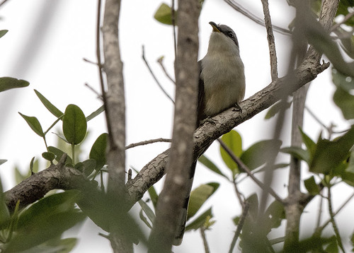 FL: Mangrove Cuckoo Playing Peekaboo