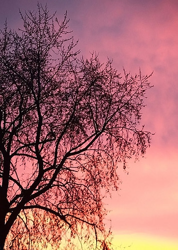 sunrise sky tree