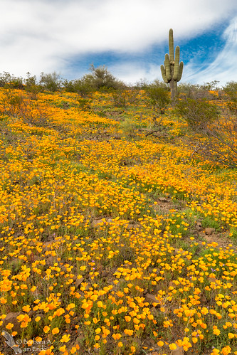 2017 arizona march mexicangoldpoppies peridotmesa sancarlosreservation fieldofpoppies saguaro wildflowers