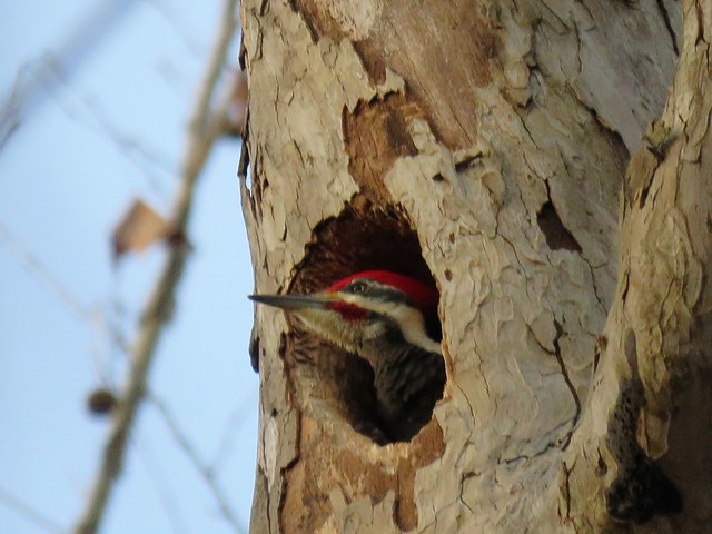 Pileated Woodpecker - Is it Nesting Time Already?