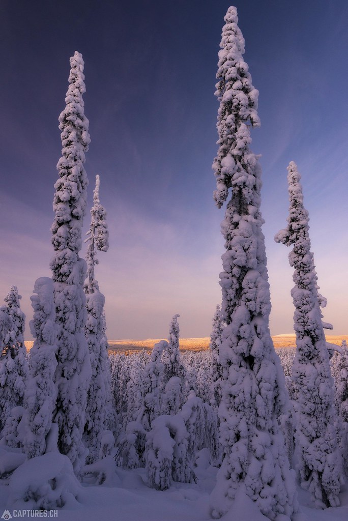 Sunset in the snowy forest - Lapland