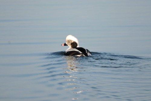 #11 Long-tailed Duck