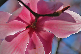 Magnificent Magnolia - SF Botanical Garden 2 Magnolia Springeri flower