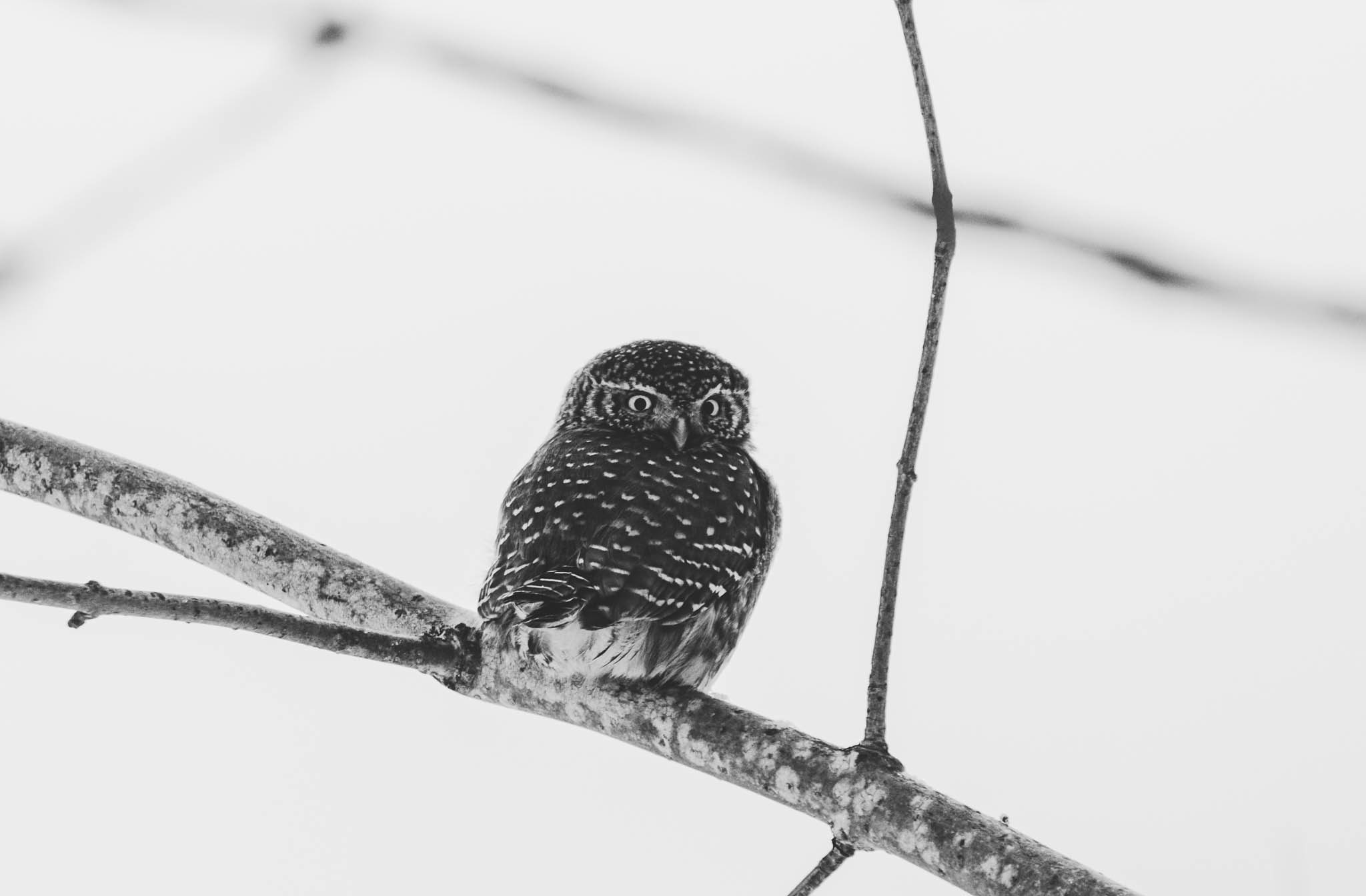 Varpuspöllö / Eurasian pygmy owl