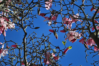 Magnificent Magnolia - SF Botanical Garden 5 Magnolia sargentiana