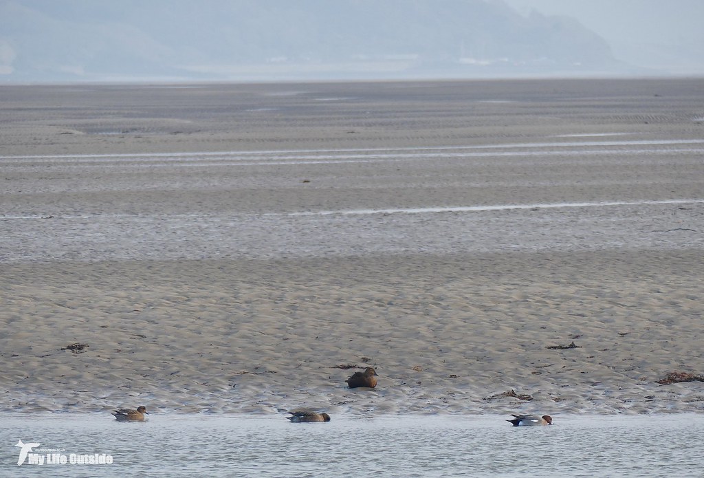 P1130230 - King Eider, Ynyslas