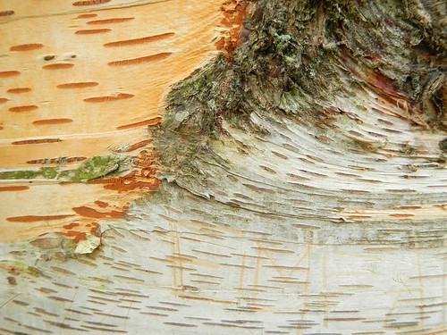 Birch bark texture in Cahir Park in Ireland