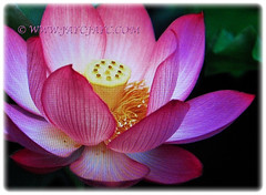 Mesmerising flower of Nelumbo nucifera (Indian Lotus, Sacred Lotus, Sacred Water Lily, Egyptian Bean, Lotus, Teratai in Malay), 1 Feb 2018