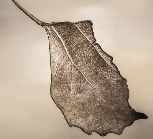 boydlake loveland macro leaf detail sepia