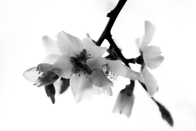 Blossoming | Em flor