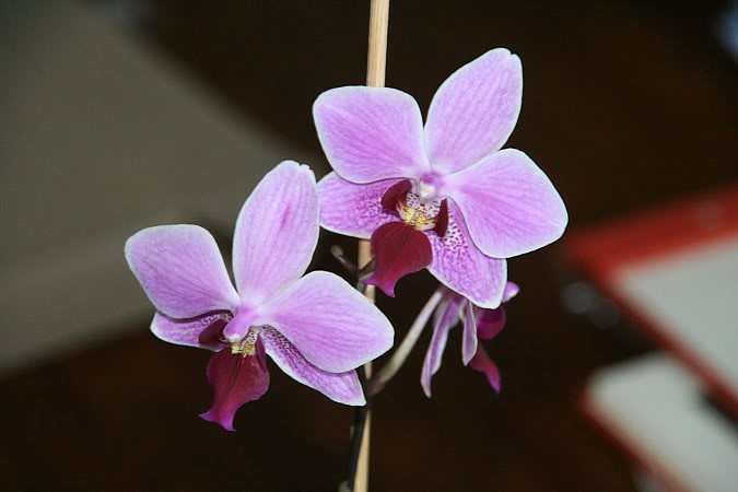 Les orchidées chez Sougriwa - Page 3 39109049624_830ceff647_b