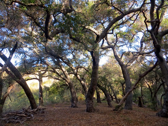early morning oak grove