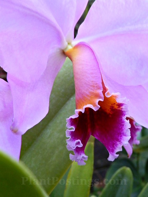 orchid catt summit