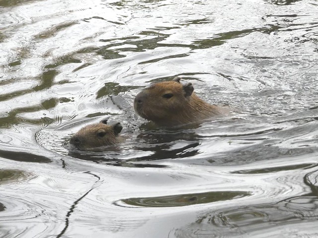 Capybara, GaiaZOO