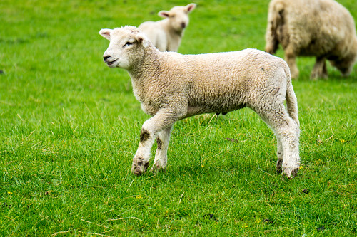 animals icecap lamb landscape mountain newzealand scenery sheep sights south views water otago nz