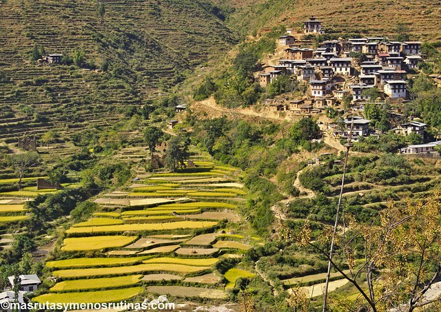 Por los monasterios y bosques de BUTAN - Blogs de Bhutan - De Phobijka a Dochula: aldeas y monasterios mirando al Himalaya (7)