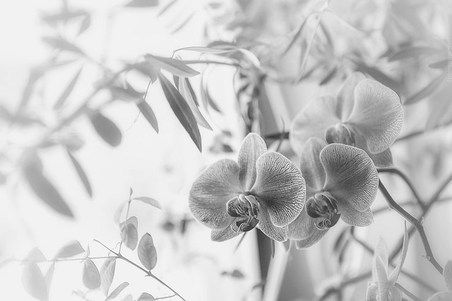 2018.02.23_054/365 - Orchids under olive