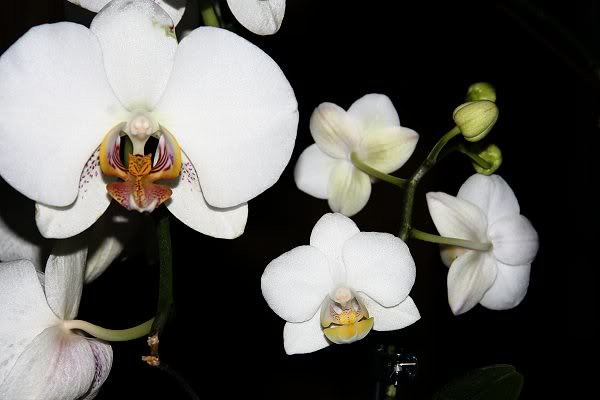 Les orchidées chez Sougriwa - Page 3 39109047724_848cb65d5f_z
