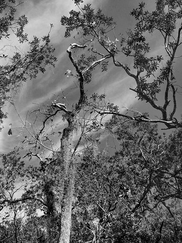 oak trees floridaoak hangingmoss swirlingclouds atlanticcenterforthearts newsmyrnabeach florida panasonic lumix lumixdmczs50 blackandwhite monochrome monochromatic landscape