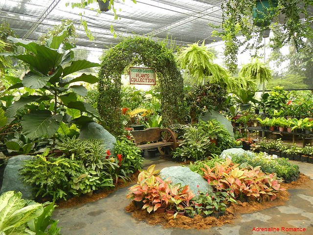 Plants in Hidden Garden