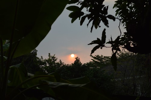 sun mango banana plant leaves roof early evening our house bangkhen bangkok thailand nikon
