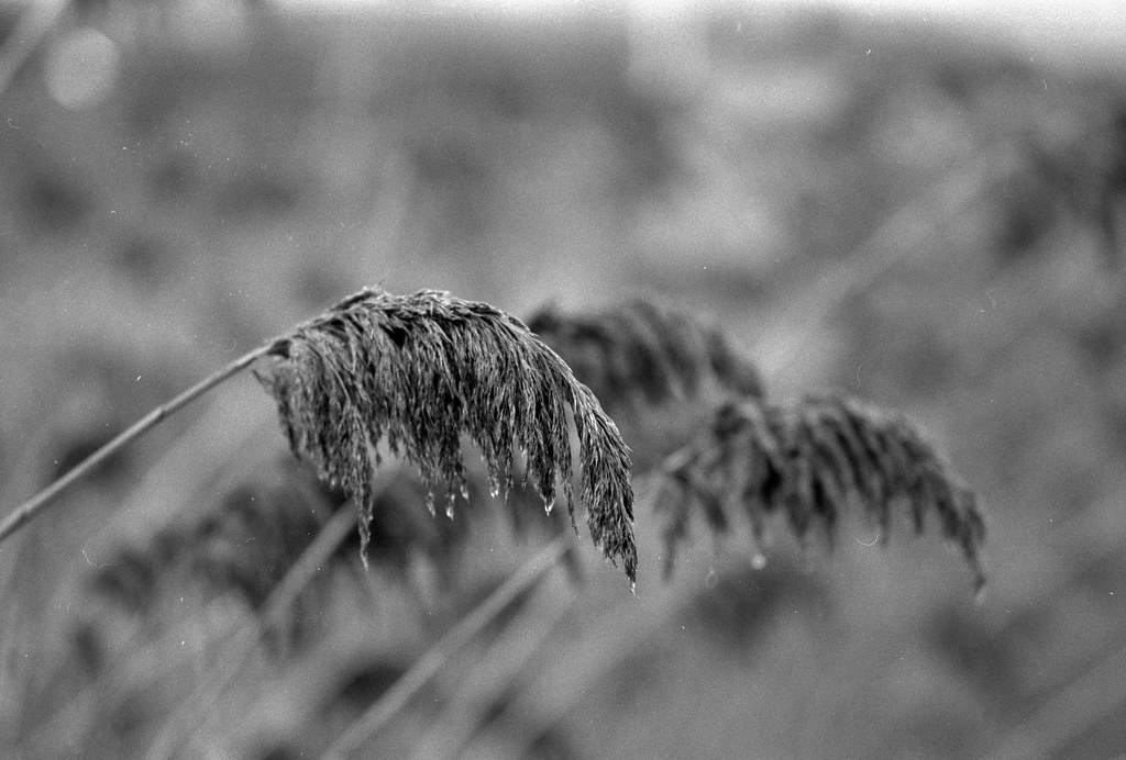 CCR:FRB - Review 05 - Ilford FP4+ - Roll 04 (TMax Developer)