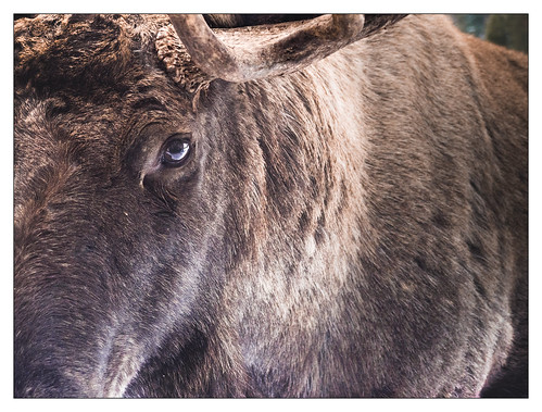 moose animal looking eyes nature
