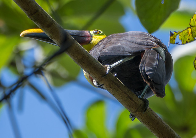 xca3-toucan-black-mandibled2