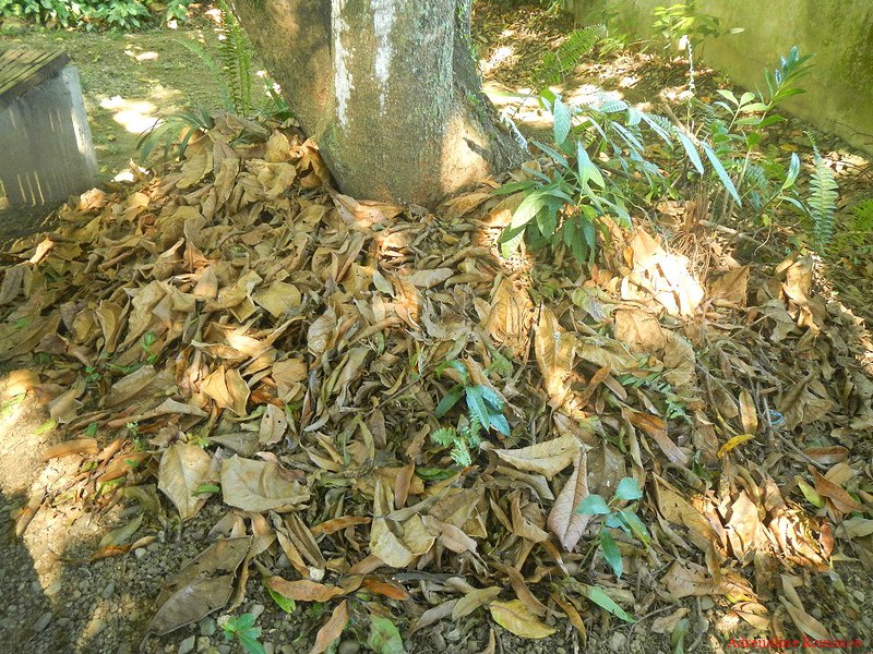 dried leaves naturally fertilizes the soil