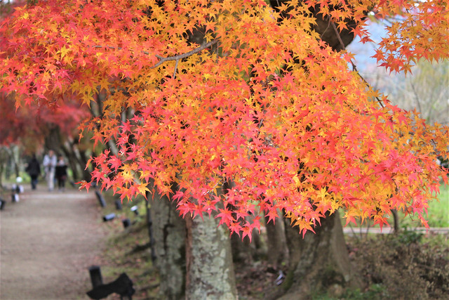 大覚寺の紅葉｜見頃、見どころ、ライトアップ情報現地レポ  京都の 