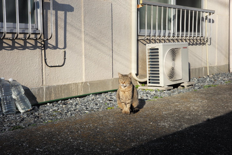 Leica M TYP240+Jupiter8 50mm f2.0上池袋線路沿いの猫。キジ虎