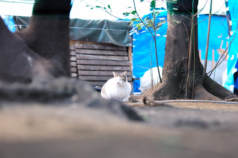 Leica M TYP240+Elmarit 90mm f2.8東池袋中央公園の猫。キジブチ