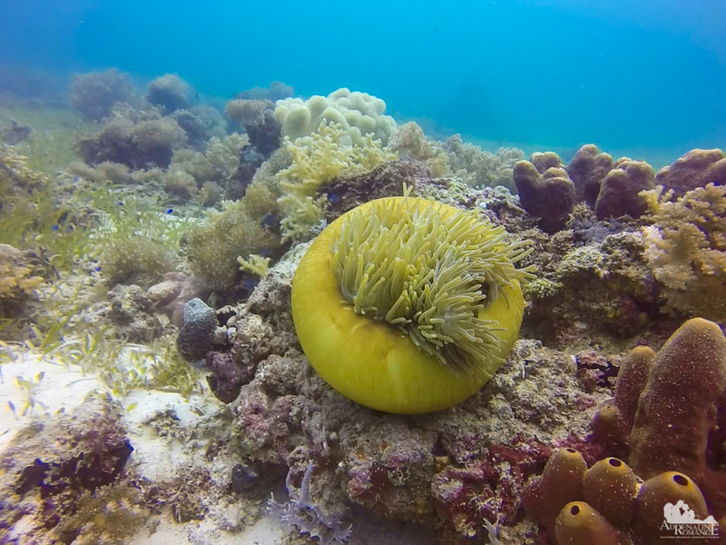 An anemone with a large mysentery