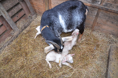 goat babies Feb 18 (3)