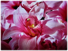 Mermerising pink Cymbidium 'Elliot Rogers' (Boat Orchid, Cymbidium Orchid), an attractive hybrid of Cymbidium 21 Jan 2018