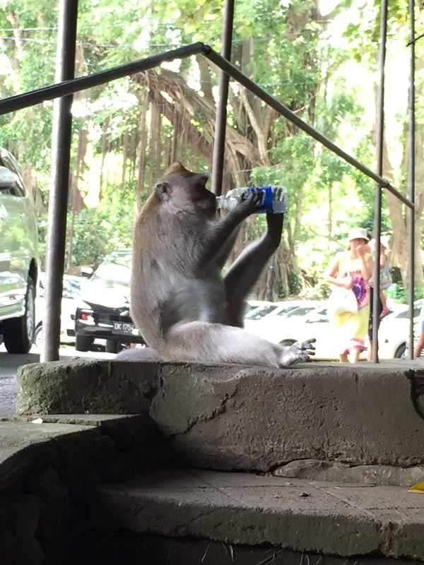 Bali Monkey Forest