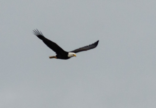 Eagles in Skagit Valley-005